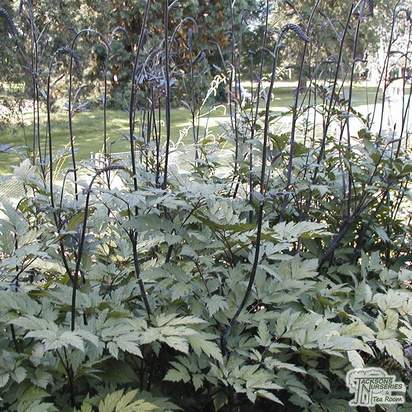 Buy Actaea simplex Atropurpurea Group (Bugbane (syn. Cimicifuga)) online from Jacksons Nurseries