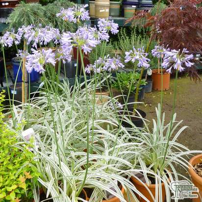 Buy Agapanthus Silver Moon (African Lily) online from Jacksons Nurseries