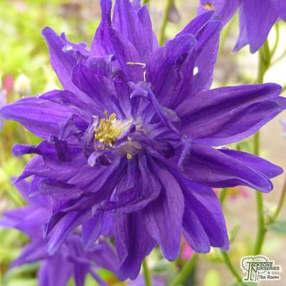 Buy Aquilegia vulgaris var. stellata ‘Blue Barlow’ (Granny's Bonnet) online from Jacksons Nurseries