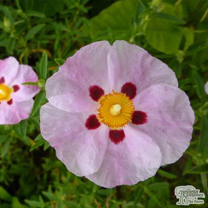 Buy Cistus x purpureus (Orchid Rock Rose) online from Jacksons Nurseries