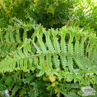 Buy Dryopteris affinis 'Cristata The King' (Golden Male Fern) online from Jacksons Nurseries.