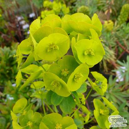 Buy Euphorbia amygdaloides var. robbiae (Wood Spurge) online from Jacksons Nurseries