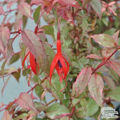 Buy Fuchsia magellanica Versicolor (Variegated Fuchsia) online from Jacksons Nurseries.