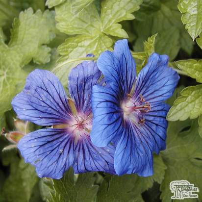 Buy Geranium x magnificum online from Jacksons Nurseries