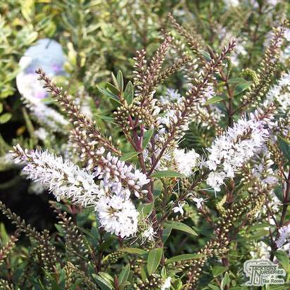Buy Hebe Champagne (Shrubby Veronica) online from Jacksons Nurseries