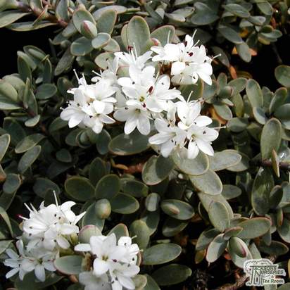 Buy Hebe pinguifolia Pagei (Shrubby Veronica) online from Jacksons Nurseries.