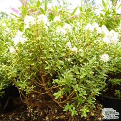 Buy Hebe pinguifolia Sutherlandii (Shrubby Veronica) online from Jacksons Nurseries
