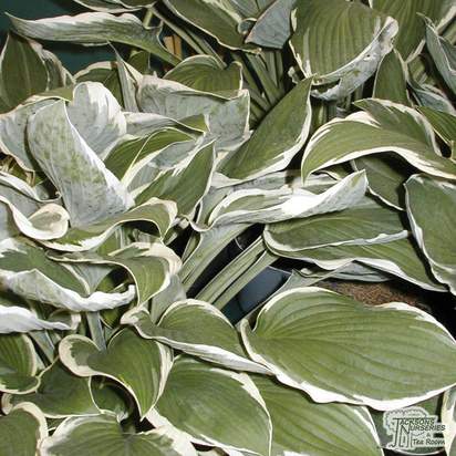 Buy Hosta 'Francee' (fortunei) (Plantain Lily) online from Jacksons Nurseries.