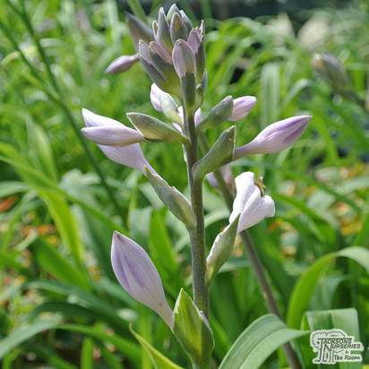 Buy Hosta Sum and Substance (Plantain Lily) online from Jacksons Nurseries