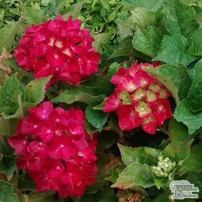 Buy Hydrangea macrophylla Hot Red Violet at Jacksons Nurseries