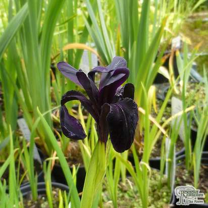 Buy Iris chrysographes 'Black Knight' (Black Iris) online from Jacksons Nurseries.
