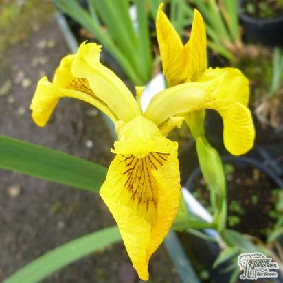 Buy Iris pseudacorus (Yellow flag) online from Jacksons Nurseries.