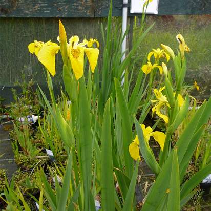 Buy Iris pseudacorus (Yellow flag) online from Jacksons Nurseries.