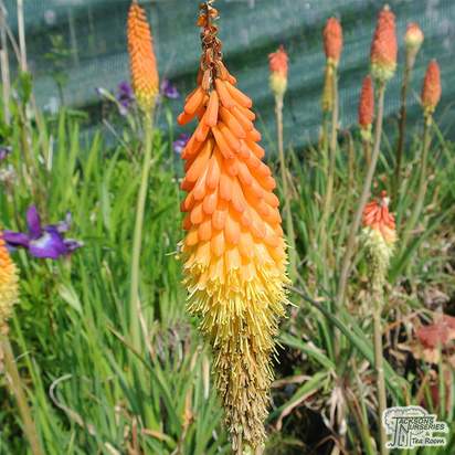 Buy Kniphofia Royal Castle (Red Hot Poker) online from Jacksons Nurseries
