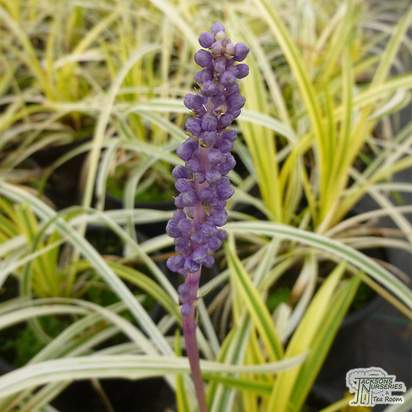 Buy Liriope muscari Variegata (Lily-turf) online from Jacksons Nurseries.