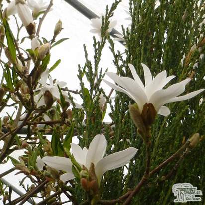Buy Magnolia stellata (Star Magnolia) online from Jacksons Nurseries