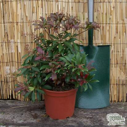 Buy Pieris japonica Katsura (Lily of the Valley Shrub) online from Jacksons Nurseries