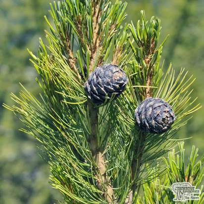Buy Pinus cembra online from Jacksons Nurseries