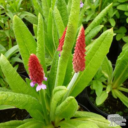 Buy Primula Vialii (Vial’s primrose) online from Jacksons Nurseries