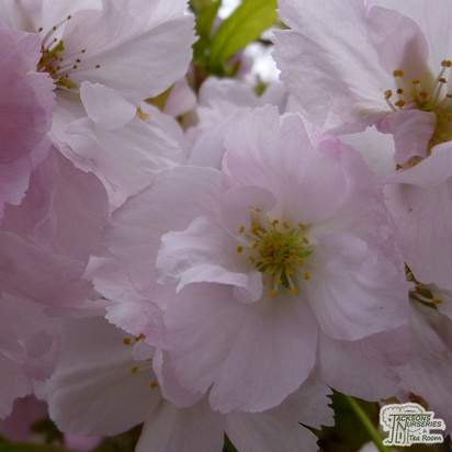 Buy Prunus Amanogawa (Japanese Flowering Cherry) online from Jacksons Nurseries