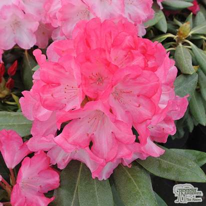 Buy Rhododendron Fantastica (Rhododendron) online from Jacksons Nurseries.