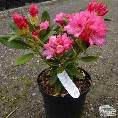 Buy Rhododendron Sneezy (Yakushimanum Rhododendron) online from Jacksons Nurseries