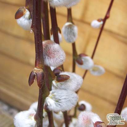 Buy Salix caprea Kilmarnock (Kilmarnock Willow) online from Jacksons Nurseries