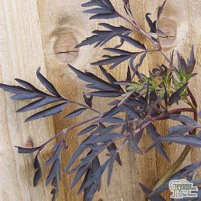 Buy Sambucus nigra f. porphyrophylla 'Eva' (syn. Black Lace) online from Jacksons Nurseries