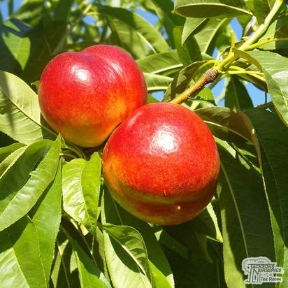 Buy Nectarine - Prunus persica var nectarina 'Lord Napier' online from Jacksons Nurseries