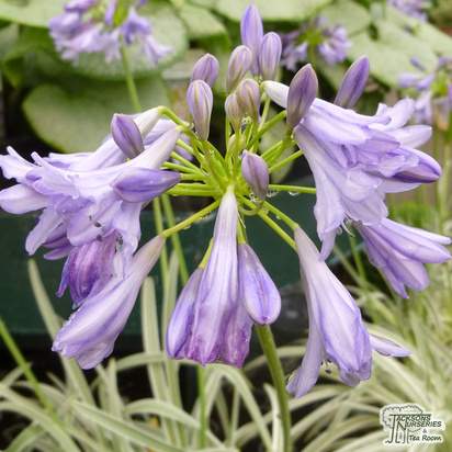 Buy Agapanthus Silver Moon (African Lily) online from Jacksons Nurseries