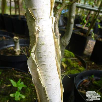 Buy Betula utilis var. Jacquemontii (White Barked Himalayan Birch) online from Jacksons Nurseries