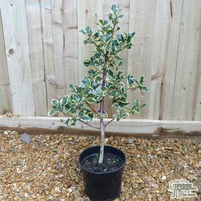 Buy Ilex aquifolium Argentea Marginata (Silver Variegated Holly) online from Jacksons Nurseries