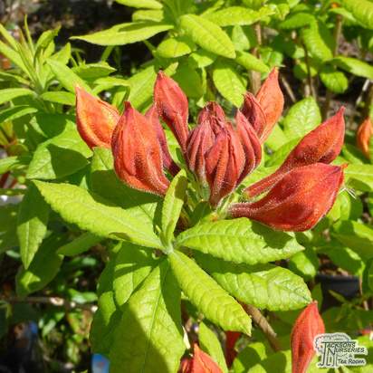Buy Rhododendron Golden Eagle (Deciduous Hybrid Azalea) online from Jacksons Nurseries