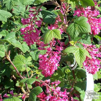 Buy Ribes sanguineum Pulborough Scarlet (Flowering Currant) online from Jacksons Nurseries