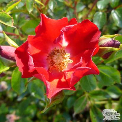 Buy Rosa Suffolk (Groundcover Rose) online from Jacksons Nurseries