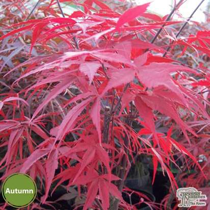 Buy Acer palmatum Bloodgood (Japanese Maple) online from Jacksons Nurseries