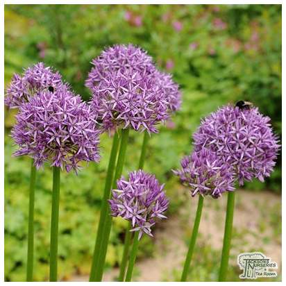 Buy Allium - Purple Sensation (Bulbs) in the UK