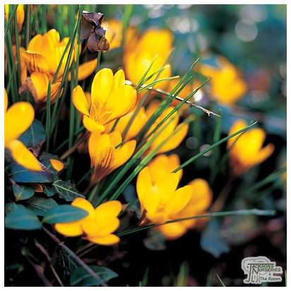 Buy Crocus Chrysanthus - Fuscotinctus (Bulbs) in the UK