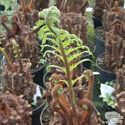 Buy Dicksonia antarctica (Tree fern) online from Jacksons Nurseries.