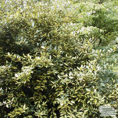 Buy Elaeagnus pungens Maculata (Spotted Oleaster) online from Jacksons Nurseries