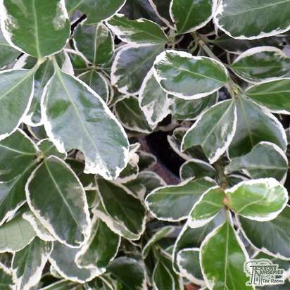 Buy Euonymus japonicus 'Kathy' (Japanese Spindle) online from Jacksons Nurseries.
