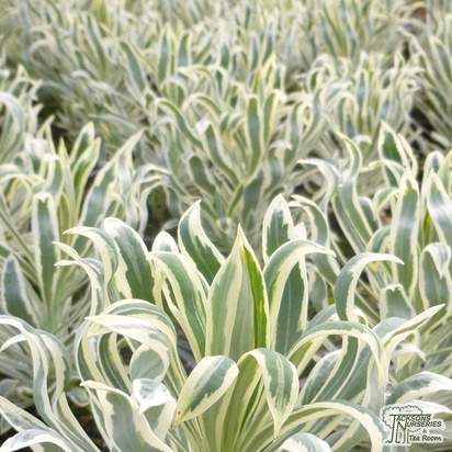 Buy Euphorbia characias 'Tasmanian Tiger' (Evergreen Spurge) online from Jacksons Nurseries