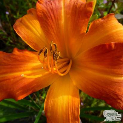 Buy Hemerocallis ‘Primal Scream’ (Daylily) online from Jacksons Nurseries. Guaranteed best value plants, low plant prices with fast UK delivery.