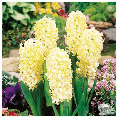 Buy Hyacinth - City of Haarlem (Bulbs) in the UK