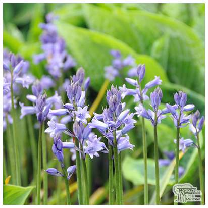 Buy Hyacinthoides non-scripta - English Blue Bells (Bulbs) in the UK