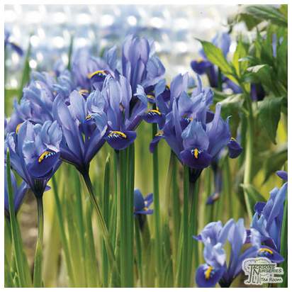 Buy Iris reticulata - Harmony (Bulbs) in the UK