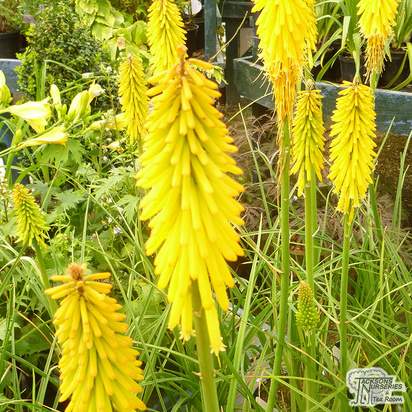 Buy Kniphofia First Sunrise (Red Hot Poker) online from Jacksons Nurseries