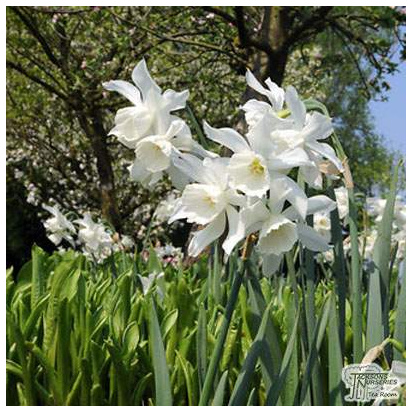 Buy Narcissus (Daffodil) - Thalia (Bulbs) in the UK