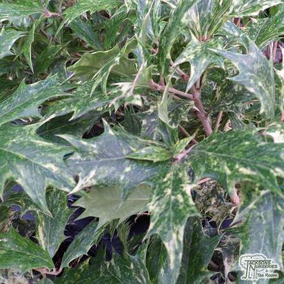 Buy Osmanthus heterophyllus Goshiki (False Holly) online from Jacksons Nurseries