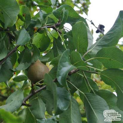 Buy Pear (Pyrus) commonus Conference online from Jacksons Nurseries